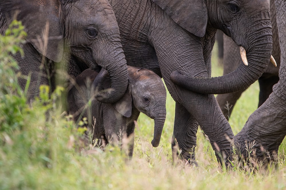Jabulani-Wild-elephant-Herd