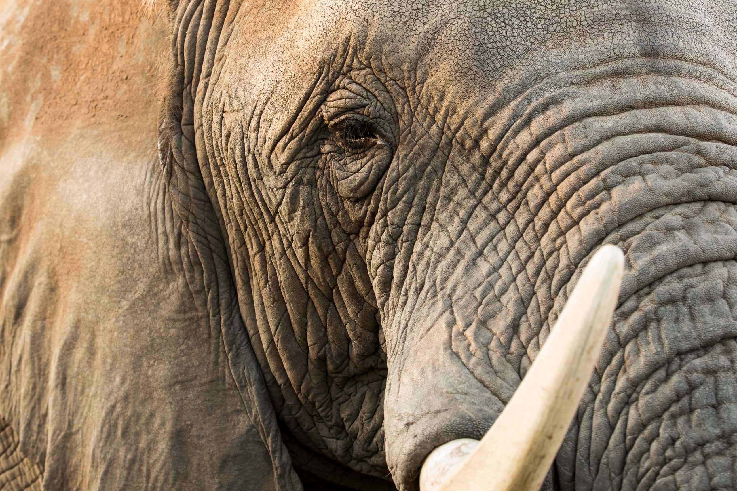 Jabulani elephants 43 (1)